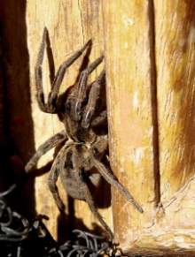 fear of spiders